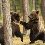 Two bears plays in Russia