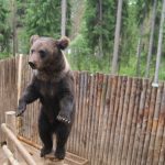 Bear in Karelia