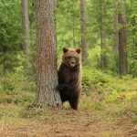 Медведь в Карелии