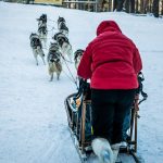Dog sledding in Karelia