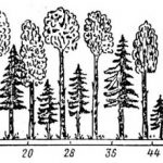 Формула карельского леса